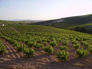 Apartment in Montilla near Palacio Medinaceli, cleaning included - Montilla - 9