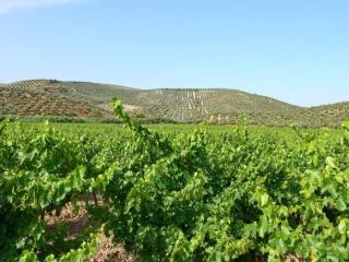 Apartment in Montilla near Palacio Medinaceli, cleaning included - Montilla - 6