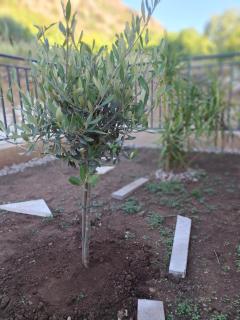 Green Harmony - Kotor - 9