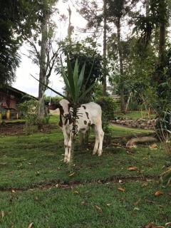 Sítio Recanto do Japu - 4