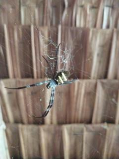 Midemide Island Ecolodge - 1