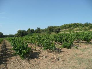Mansion in Provence with Pool & Near Town - Valréas - 8