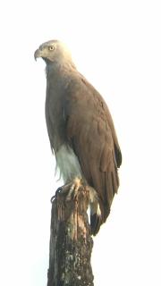 Tomorrow safari villa - Nikawatawana - 5