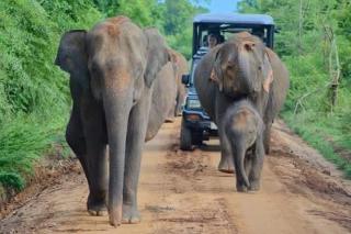 Tomorrow safari villa - 3