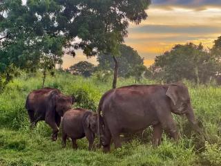 Tomorrow safari villa - 4