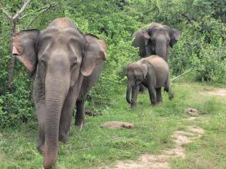Tomorrow safari villa - Nikawatawana - 2