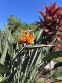 Notre Z'oiseau de Paradis - 0