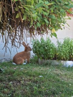 Relax Guest House Marjanca - 5