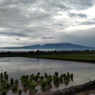 Misran Homestay - Triwung - 7