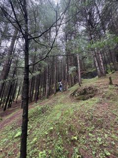 Jamming Tree - 8