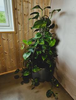 The Forgotten Farmhouse - Skogar - 6