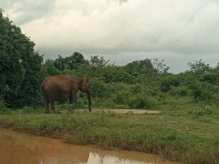 Amuthu villa - Nikawatawana - 4
