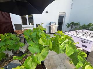 Hallgarten Rebe 11 - Oestrich-Winkel - 6