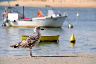 Villa Serenidade 3 Bedrooms Tennis Court Countryside Location - 7