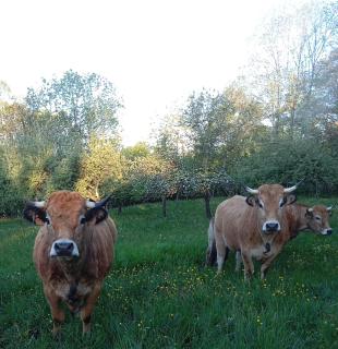le Domaine de Bos - Bagnols - 1