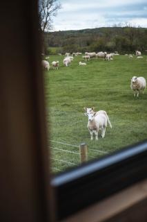 Castor - Abergele - 3
