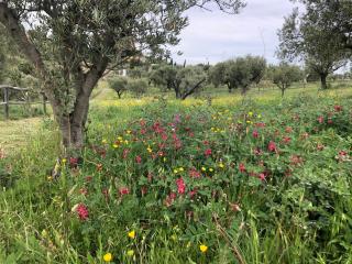 Agriturismo DonnoMarco - Simeri - 9