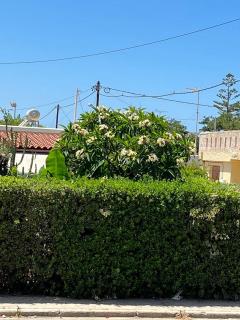Olga's front yard - Chania - 5