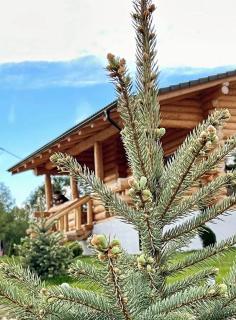Sub Stele Chalets - Holbav - 1