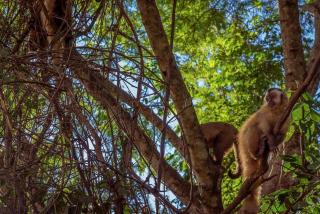 Suites Eco Ville - 6