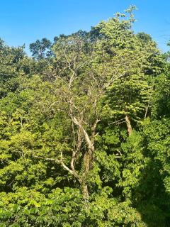 Jungle Glory Homes' La Joya - Quepos - 4