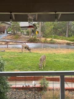 Yosemite retreat,Mariposa home, End of summer offer - 5