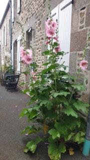 Les Gravelots - Saint-Vaast-la-Hougue - 7