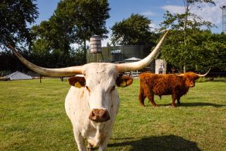 Bed&Bbq Longhornranch - Akersloot - 5