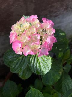 Bed & Breakfast Ca' di Camineve - 4