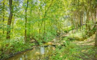 Bear Necessities - Sevierville - 7