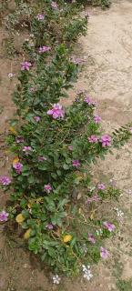 Shreyash Homestay - 2