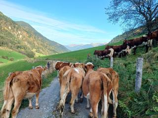 Stefflhof Mittersill - Mittersill - 1