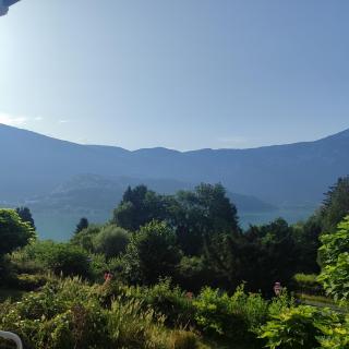 Les catalpas - 1