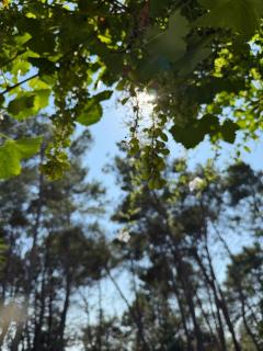 Masseria Frassaniti - 3