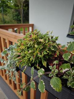 Na Skraju - Pogorzelica - Domki Rekreacyjne - Pogorzelica - 5