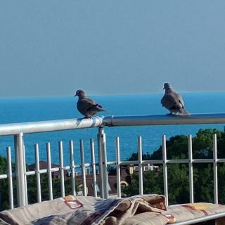 apartment Inna - Kavarna - 0