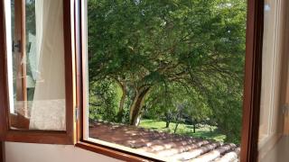 Gladiolos - 6