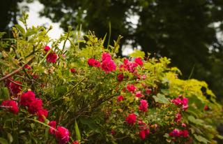 Longford Holiday Blue Sky Self Catering Cottage - - 8