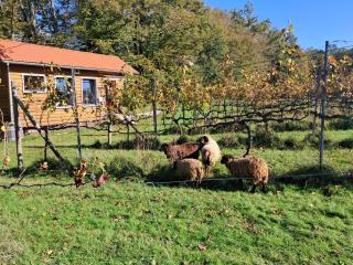 La Barre Tiny Haus im Weinberg - 4