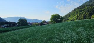 Ferien- und Pferdegut Schloss Treffen - 9
