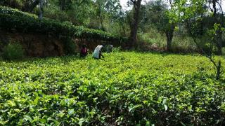 Open Sky T Garden Kithalella - Bandarawela - 7