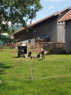 Biohof Dimper - Stellplatz, Campingplatz - Saulgrub - 3