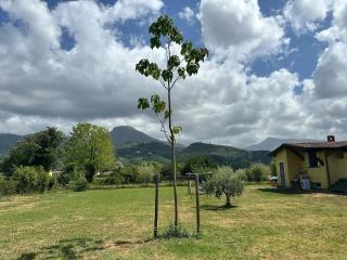 La Paulonia Country House - Capezzano Pianore, - 8