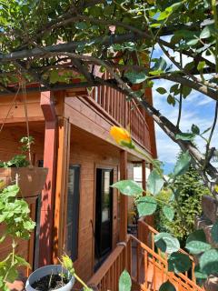 Telavi guesthouse - Telavi - 6