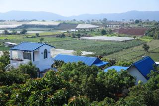 Avocado Farm - 2