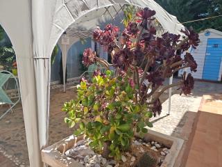 Villa Irma guest house - Crotone - 8