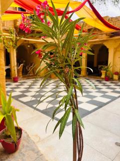 Hotel Lotus Haveli - 5