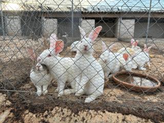 Finca Hotel Ses Cases Noves - 5