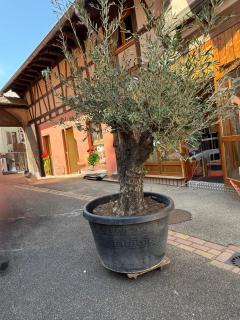 GC Frankstein - Dambach-la-Ville - 9