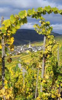 Landgasthof Zur Sonne - Enkirch - 7